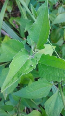 Argyrodes argentatus