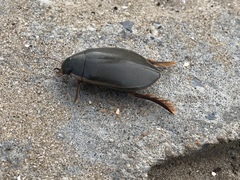 Cybister lateralimarginalis