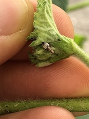 Heteroptera