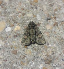 Phosphila miselioides