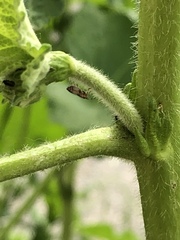 Heteroptera