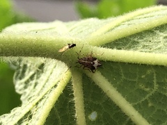 Heteroptera