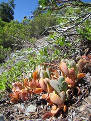 Sedum kiersteadiae