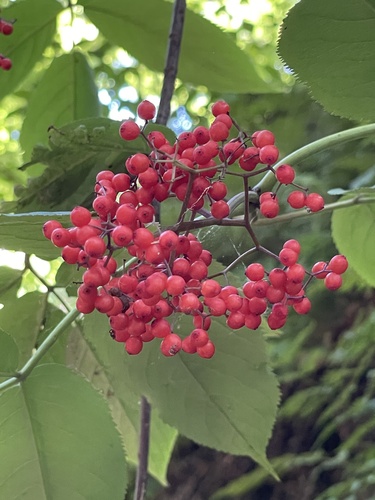 Red elderberry fruiting