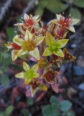 Sedum kiersteadiae