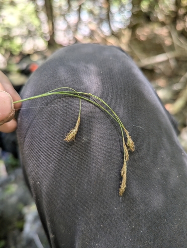 Man-hater Sedge (Carex petricosa)