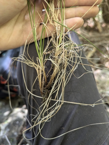 Image of Carex petricosa by no rights reserved
