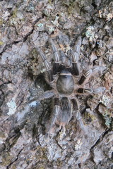 Aphonopelma seemanni