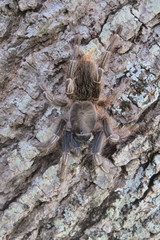 Aphonopelma seemanni