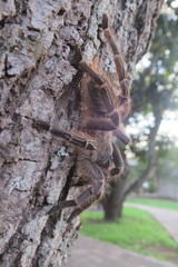 Aphonopelma seemanni