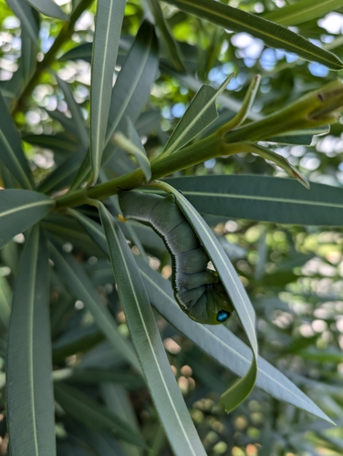 Oleander Hawkmoth photo 5