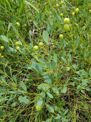 Baptisia sphaerocarpa