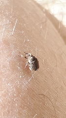 Ceutorhynchini