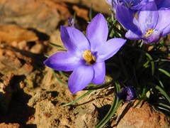 Syringodea longituba