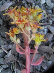 Sedum kiersteadiae