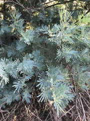Acacia dealbata
