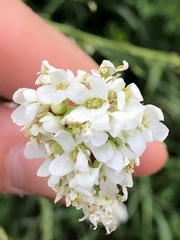 Armoracia rusticana