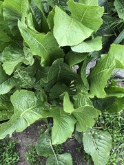 Armoracia rusticana