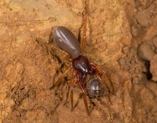 Lesser Woodlouse Spider