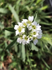 Brassicaceae