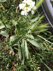 Brassicaceae