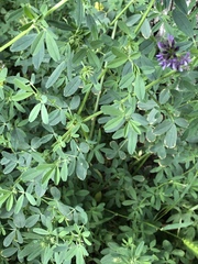 Medicago sativa
