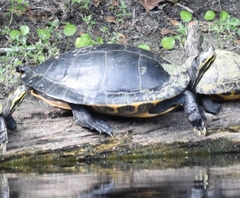 Pseudemys concinna suwanniensis