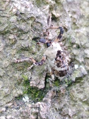 Gasterocercus onizo