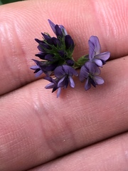 Medicago sativa
