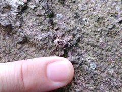 Gasterocercus onizo
