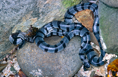 Columbrine Sea Krait