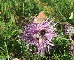 Coenonympha glycerion