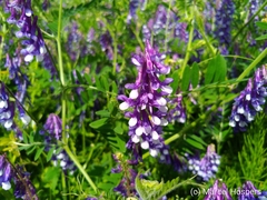 Vicia villosa villosa