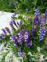 Vicia villosa villosa