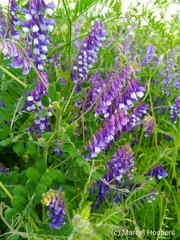 Vicia villosa villosa