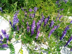 Vicia villosa villosa