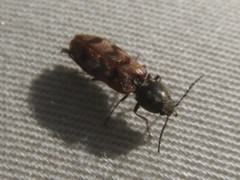 Pseudanostirus