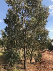 Eucalyptus camaldulensis