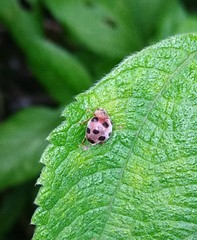 Epilachna maculicollis