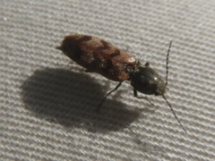 Pseudanostirus