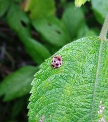 Epilachna maculicollis