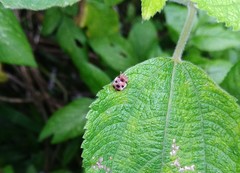 Epilachna maculicollis