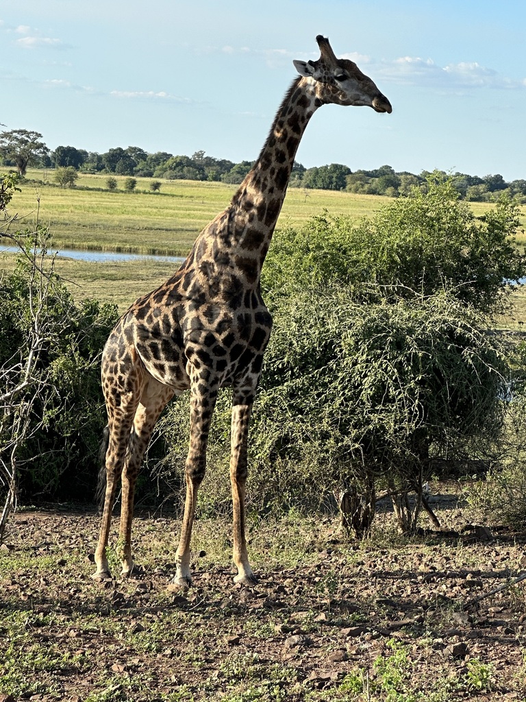 Giraffa giraffa, Chobe District, Botswana, by fdmolly