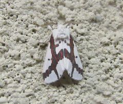 Euerythra phasma