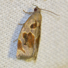 Archips crataegana