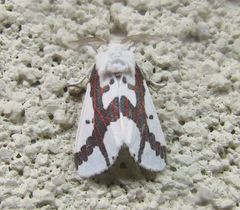 Euerythra phasma