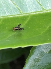Rhagoletis cerasi