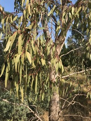 Eucalyptus camaldulensis
