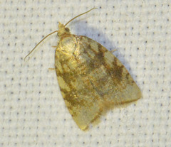 Aleimma loeflingiana