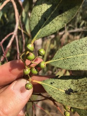 Eucalyptus camaldulensis